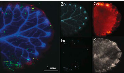 Fig. 1 shows the different options of the AttoMap system. The distribution of zinc, calcium, iron and potassium were analyzed. The measurement was performed with the support of Cerege, CNRS, Aix-Marseille University.