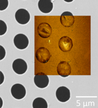 FusionScope measurements without sample transfer