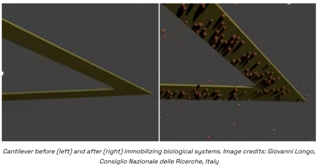 AFM cantilever